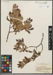 Foto von Salix scouleriana Barratt ex Hook.